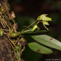 Bulbophyllum tricarinatum Petch